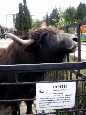 Чудо-зверь!