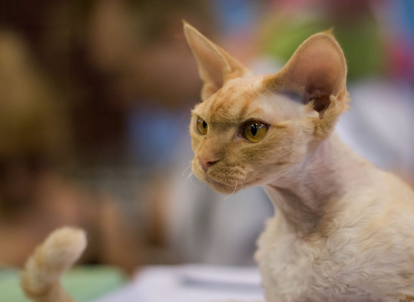 27089 Cornish Cat