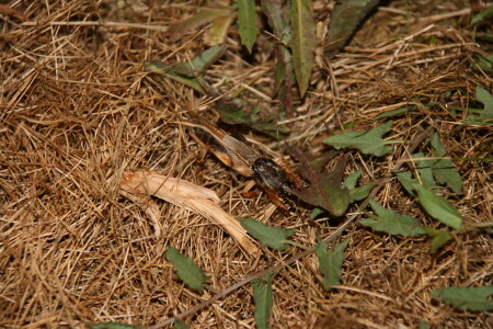 Перегрелся