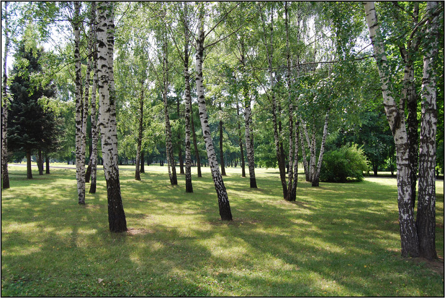 Берёзы