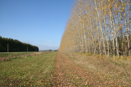 шаг до осени