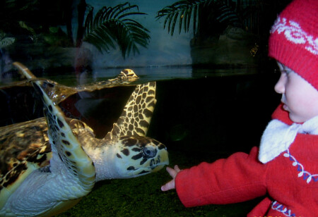 В аквариуме с черепахой