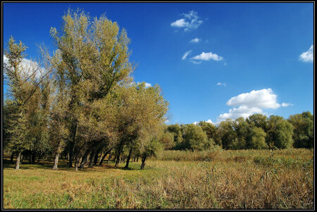 Летние мотивы