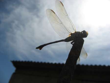 Стрекоза на фоне неба