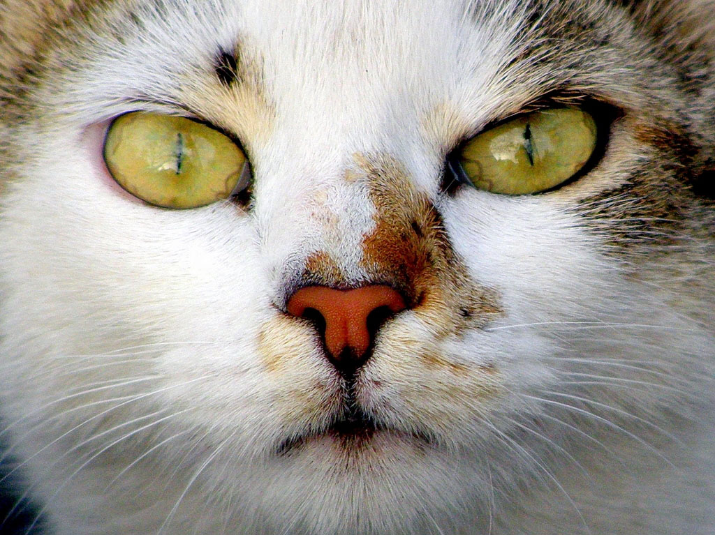 портрет сердитого кота