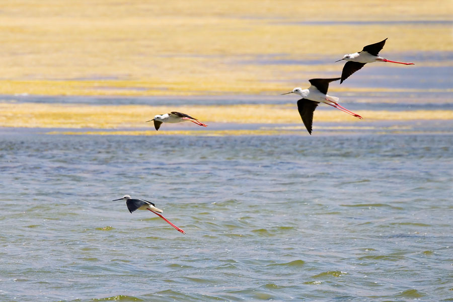 26655 Black winged Stilts