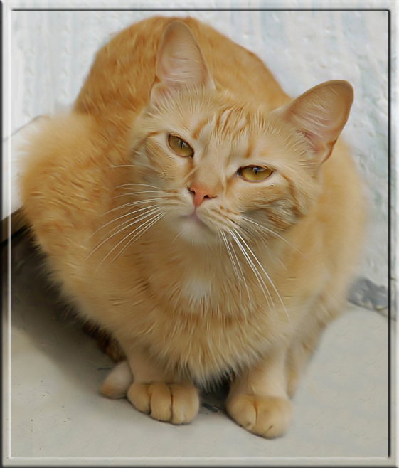 Зачем КОТметолог,когда ФШ есть..........
