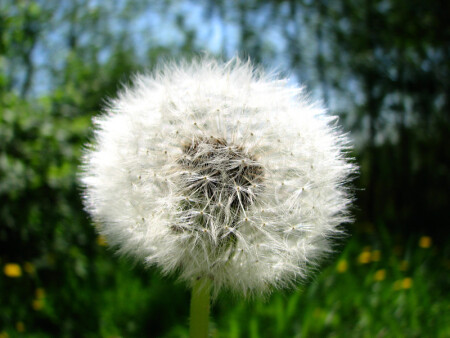 Одуванчик 