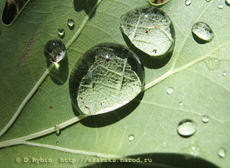 В капле воды...