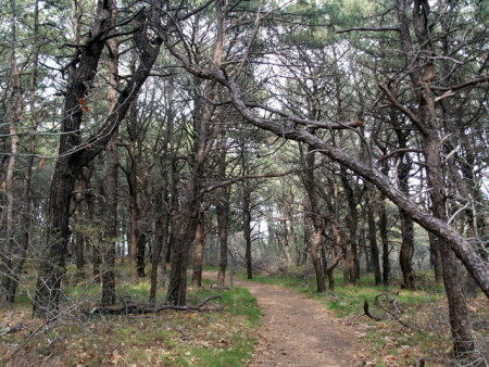 Страшный лес