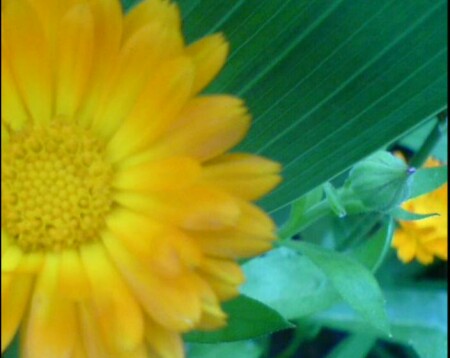 Цветок цветёт