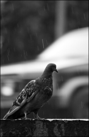 Голубь, дождь и город