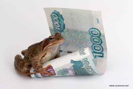Портрет моей "Жабы" :)