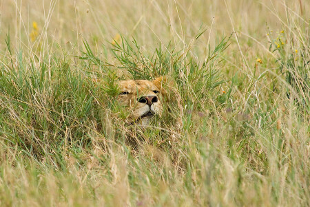 Спряталась