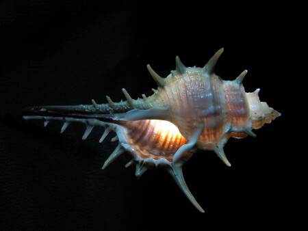 Ракушка-&amp;quot;Скорпиончик&amp;quot;