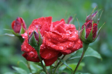 роза после дождя