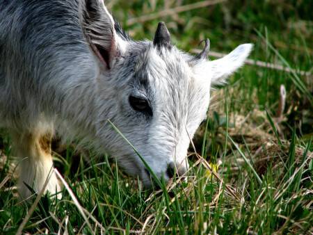Козленочек 