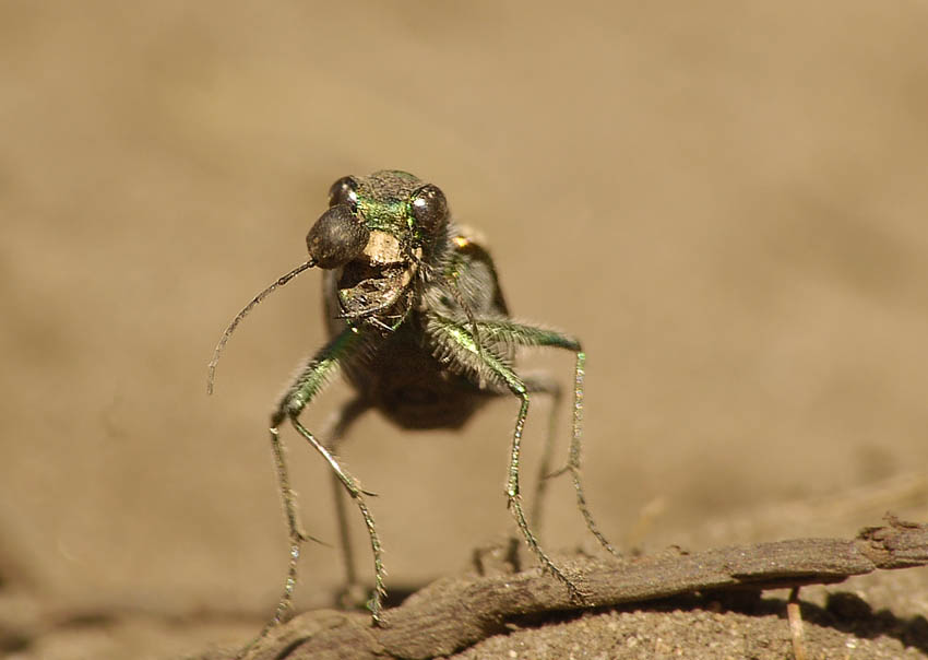 Скакун Cicindela coerulea