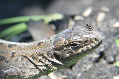 Далеко еще?