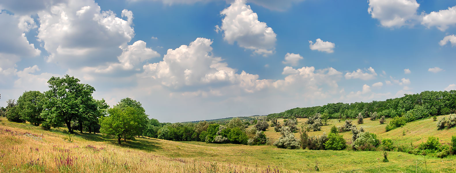 Июньская панорама