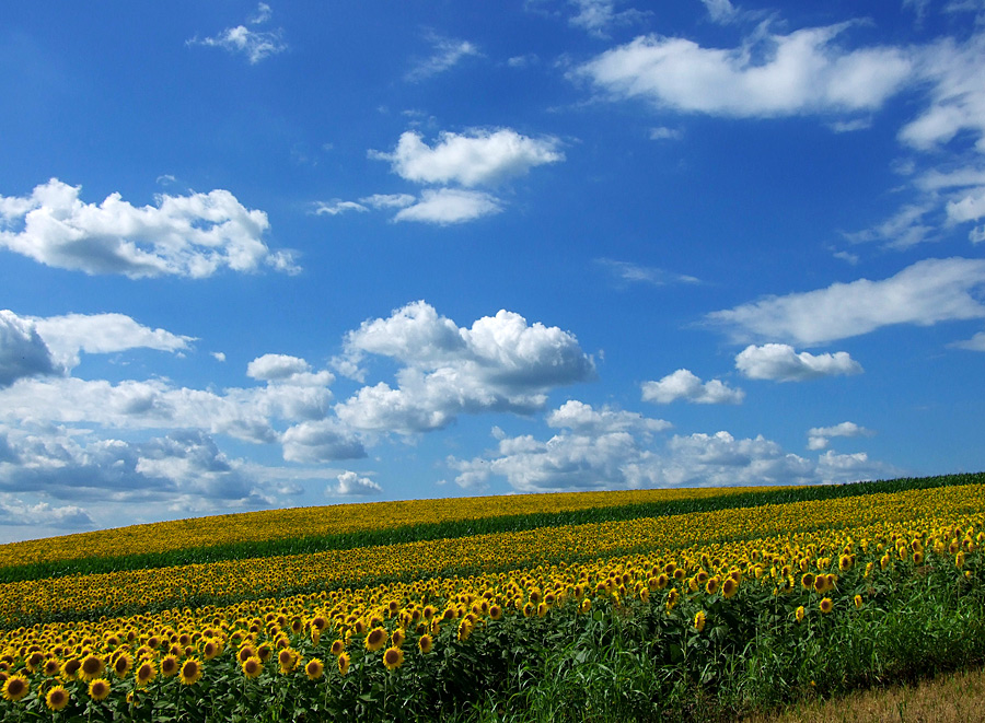 XP wallpaper