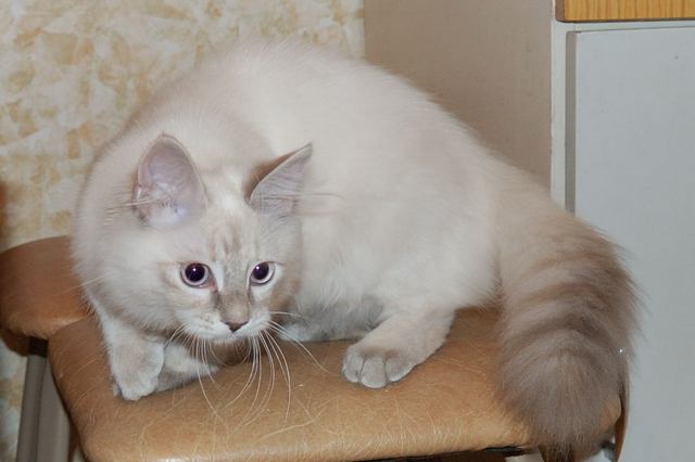 Клеопатра