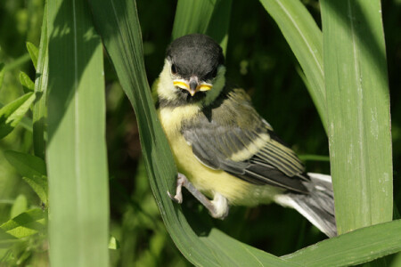 Жёлторотик