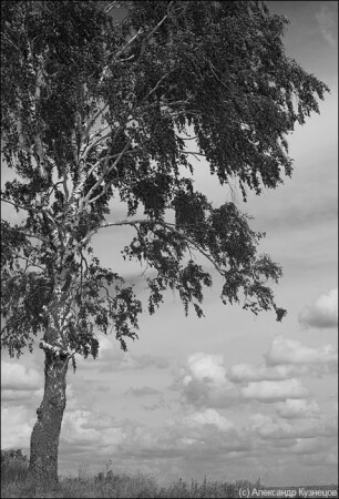 Про одинокую березу