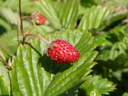 Земляничка