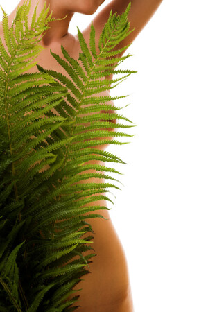 про папоротник