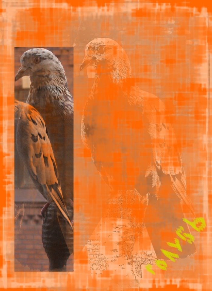 голубь