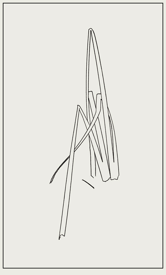 Lines