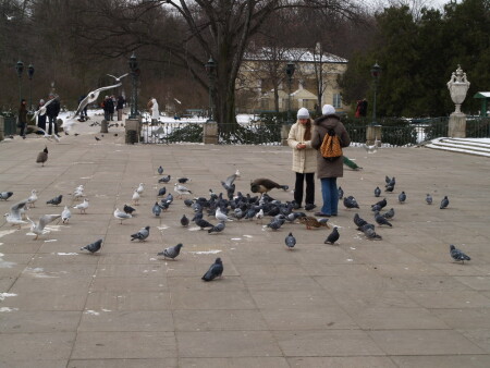 Павлины, утки, голуби, чайки ... кушать хотят все))