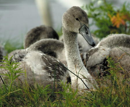 Гадкий утенок