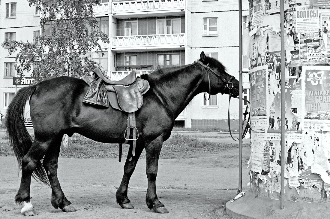 Буквоед