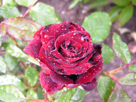 После дождичка