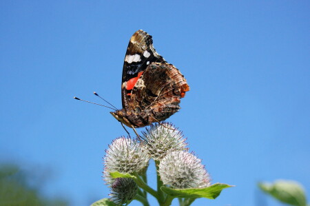 только попробуй, подойти ближе!