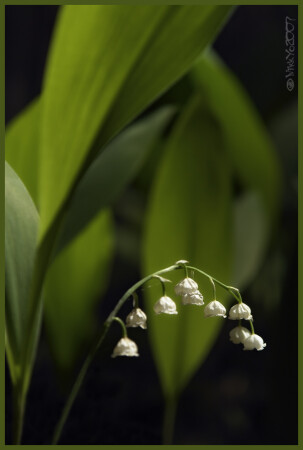 Convallaria_majalis_2