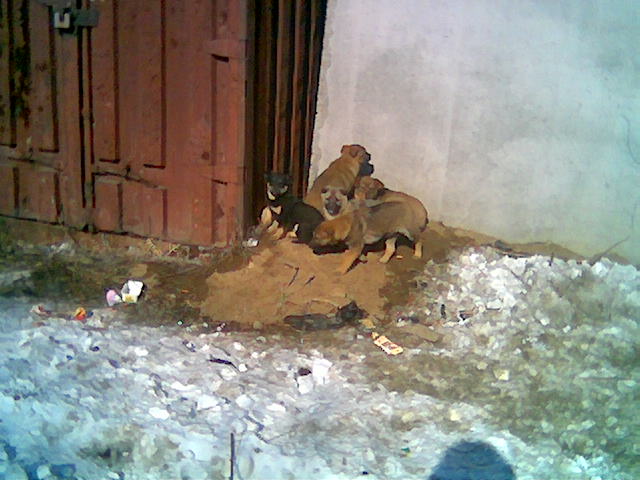 Сироты