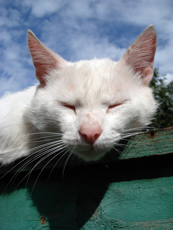 Кот &quot;Заяц&quot;