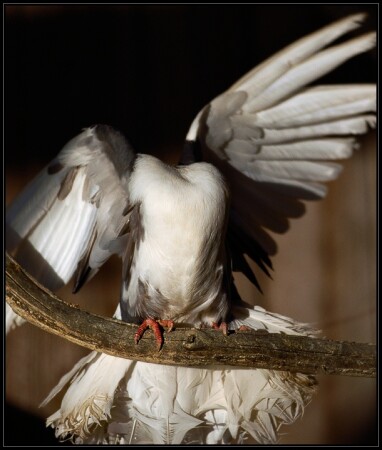 Columba Livia var. Decapitatus