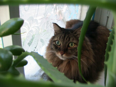 Афонасий Петрович