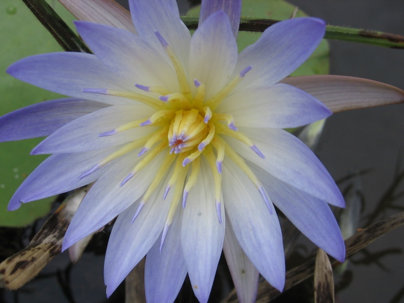 LUO 2005