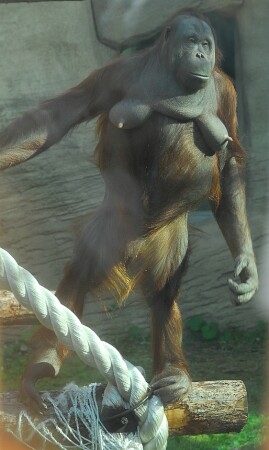 Отдайте лифчик,извращенцы!