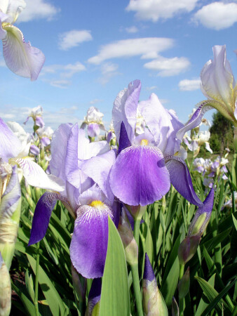 Ирисы