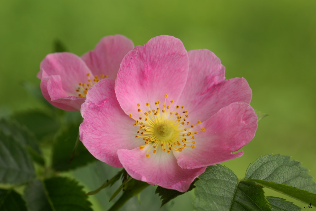 @ roadside (rosa rubiginosa)