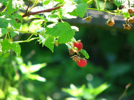 первая малина