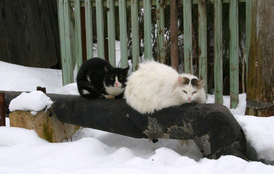 Кошачья Свадьба