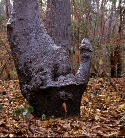 Sexy tree