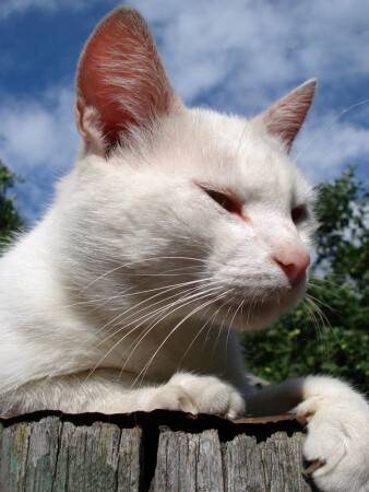 Кот &amp;quot;Заяц&amp;quot; II